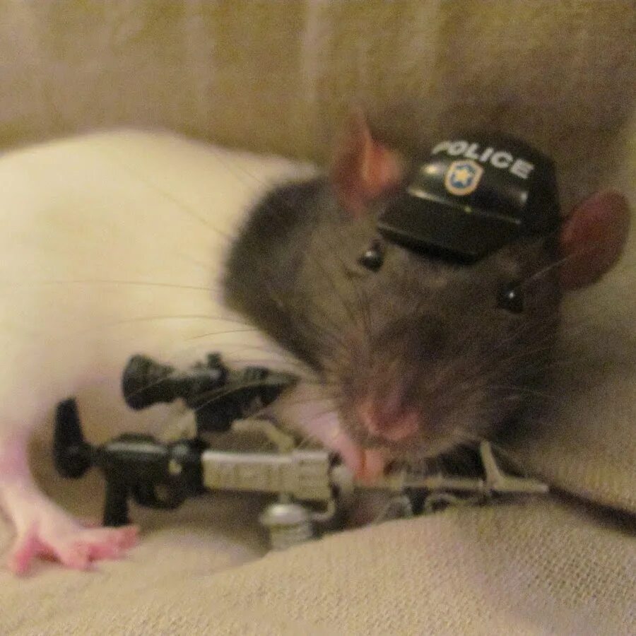 Крыса в военной форме. Крыса февраль. Угарная крыса. Смешные шиншиллы. Хомяк танкист.