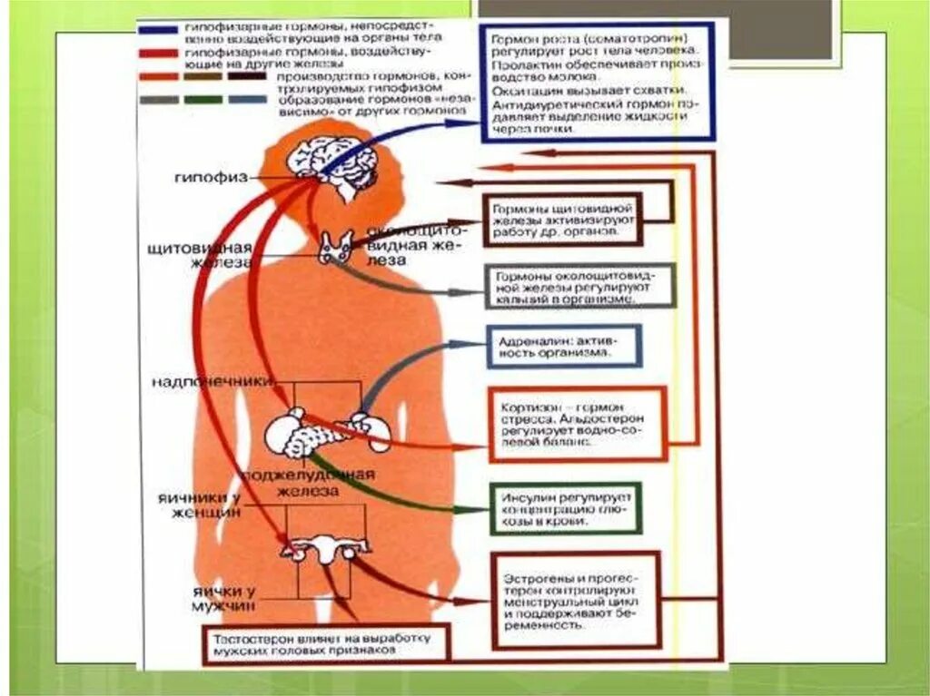 Реакция организма на гормоны. Гормоны при стрессе. Гормоны регулирующие стресс. Взаимосвязь гормонов стресса. Регуляция стресса.