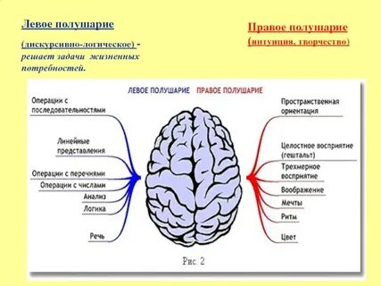 Где левое полушарие мозга