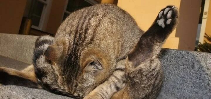 Кошка зализывает рану. Кошка вылизывается. кот лижет яйца. кот лижет.