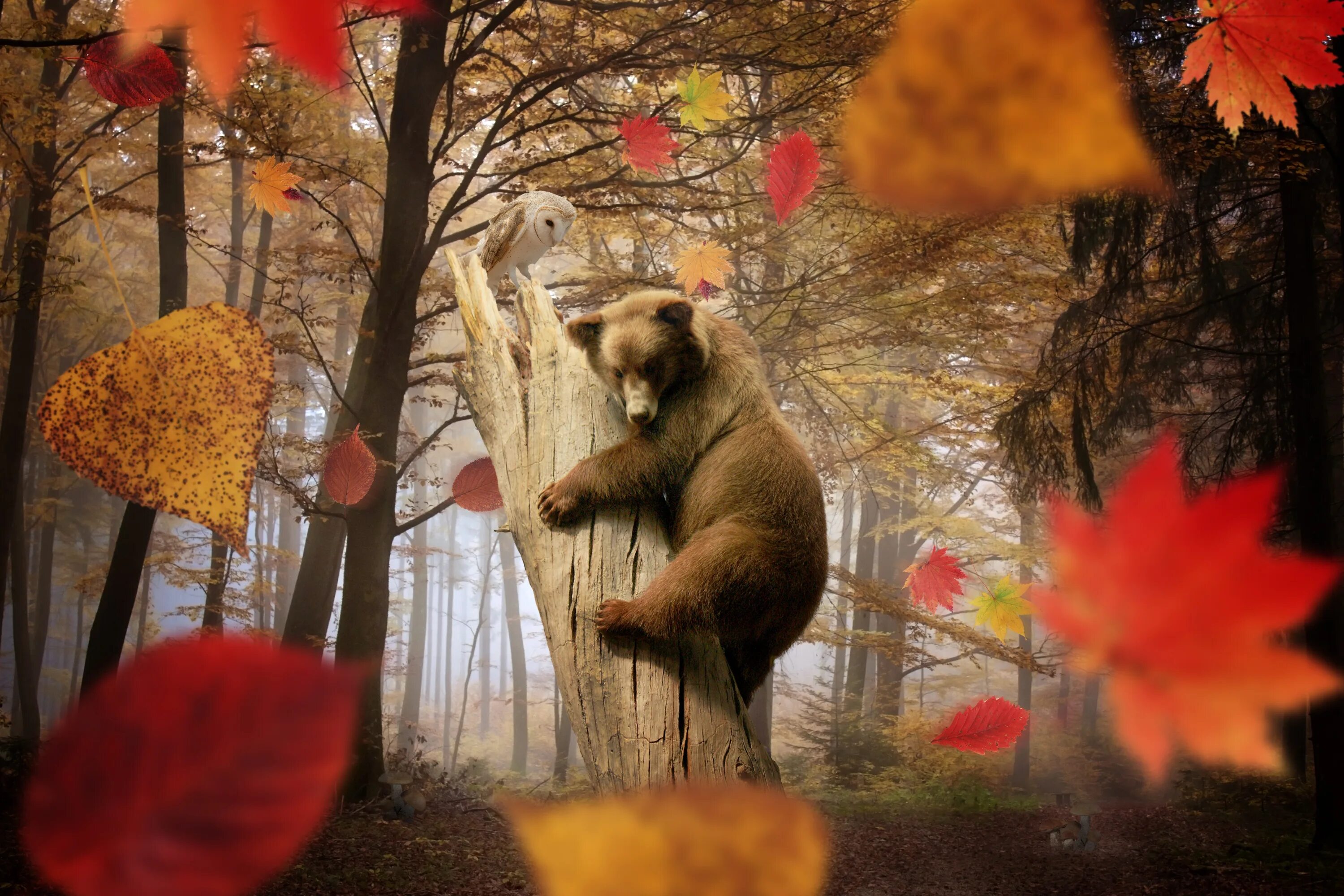 Необыкновенно теплые. Животные осенью. Звери в осеннем лесу. Медведь осенью. Медведь осень.