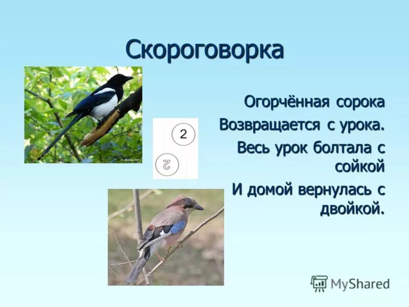 Скороговорки про птиц. Скороговорки о птицах 3 класс. Скороговорки про птиц для дошкольников. Скороговорки про сорок. Рыба из скороговорки 5 букв