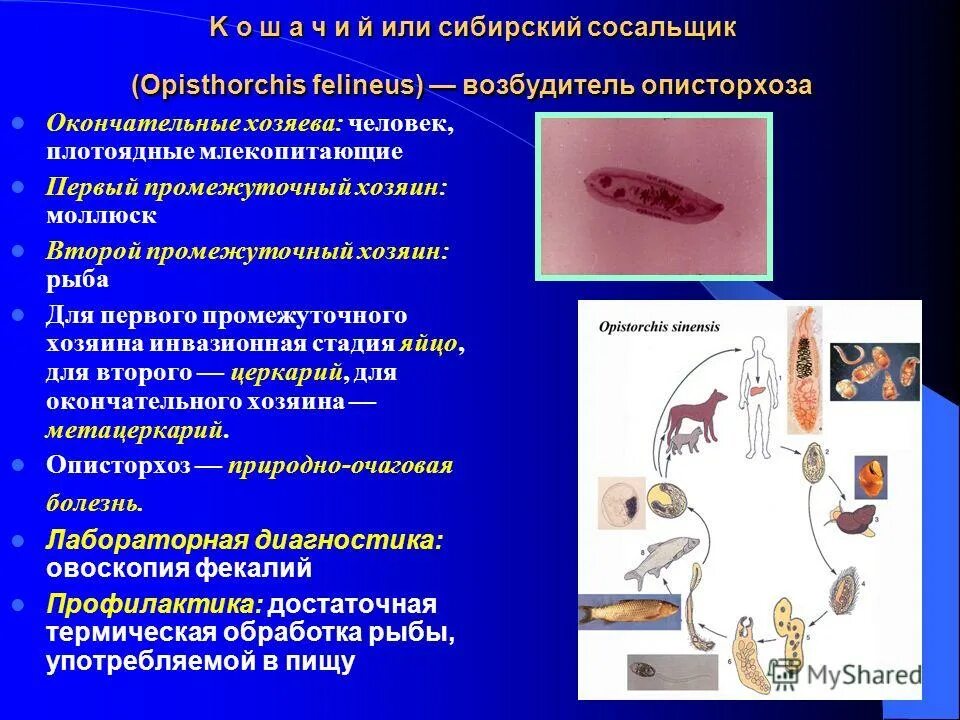 Патогенное действие сосальщиков. Окончательный хозяин Сибирского сосальщика. Сибирский сосальщик инвазионная стадия. Инвазионная стадия кошачьего сосальщика. Описторхоз промежуточный хозяин и окончательный.