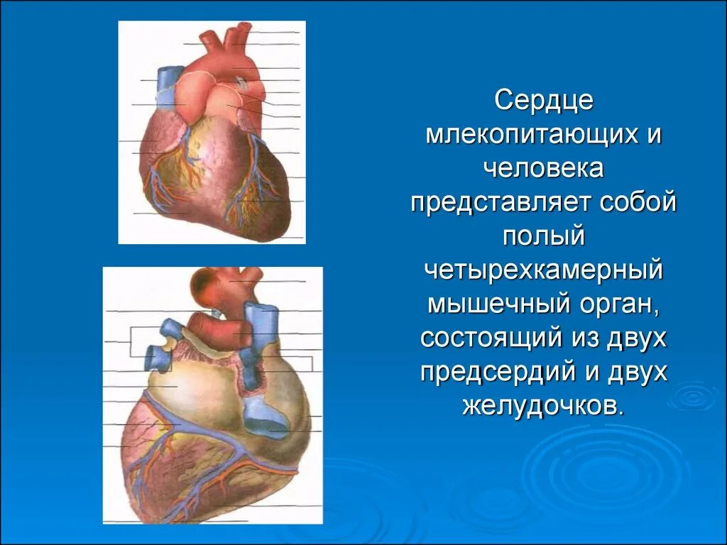 Сердце млекопитающих состоит из двух