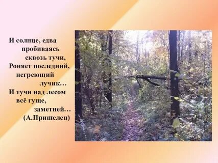 Лес стоял тихий