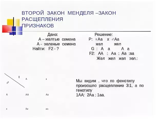 9 3 3 1 расщепление закон. Задачи на второй закон менделя. закон расщепления менделя схема. задачи на 1 и 2 закон менделя. закон расщепления менделя 9 класс задачи с решениями.