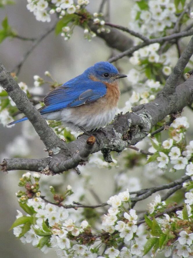 Природа птицы. Красивые птички. Птицы весной фото