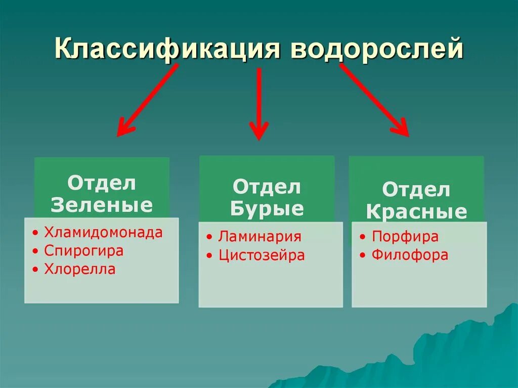 Отделы водорослей 6 класс биология. Схема отделов водорослей. Водоросли зеленые бурые красные таблица. Классификация водорослей таблица.