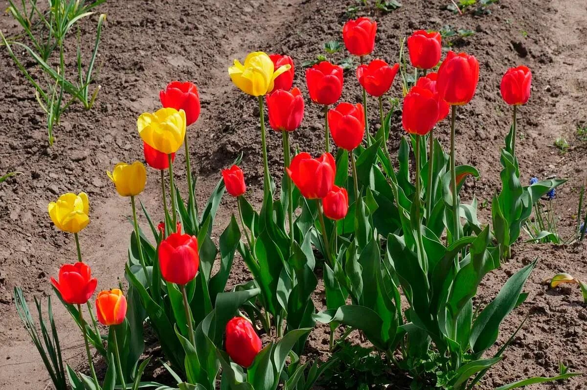 Будут ли цвести тюльпаны весной. Тюльпан тонколистный. Тюльпан узколистный. Тюльпан Каирнс.