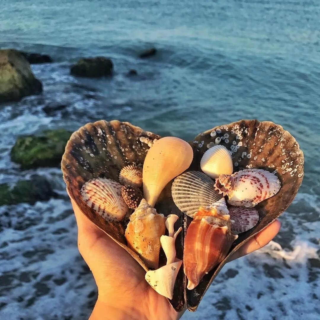 Двустворчатые моллюски устрицы. Устрицы мидии морские гребешки. Двустворчатые моллюски морской гребешок. Съедобные мидии черного моря. Моллюски в море.