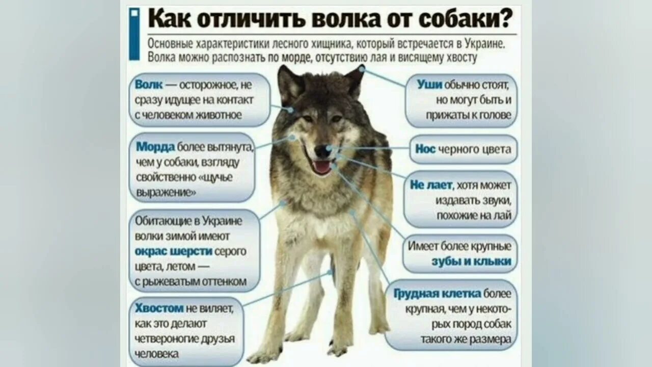 Как отличить волка. Как отличить волка от собаки. Волк и собака сравнение. Сравнение Волков и собак. Как распознать волка.