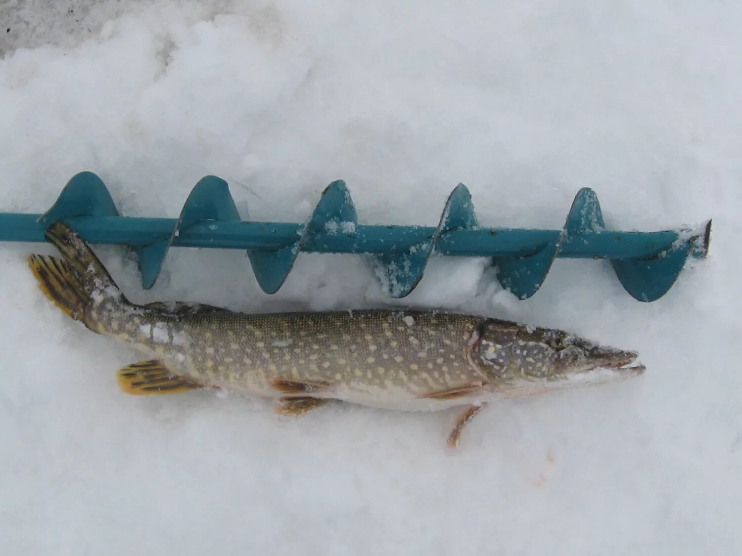 Зимняя рыбалка на щуку. Щука зима. Рыбалка на щуку зимой. Жерлица на щуку. Щука зимний