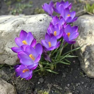 Ранние цветущие цветы