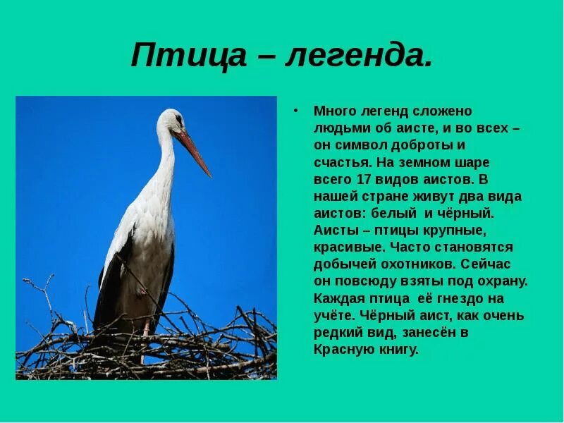 Почему много аистов. Интересные факты о аистах. Факты про аиста. Аист интересные факты для детей. Факты про аиста для детей.