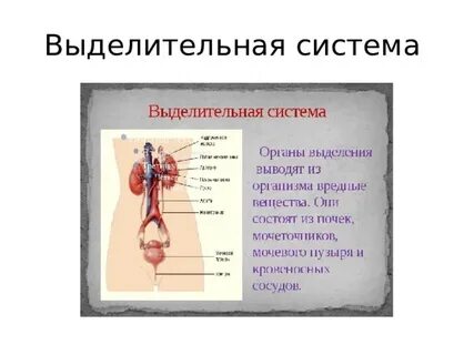 Какие органы выполняют выделительную