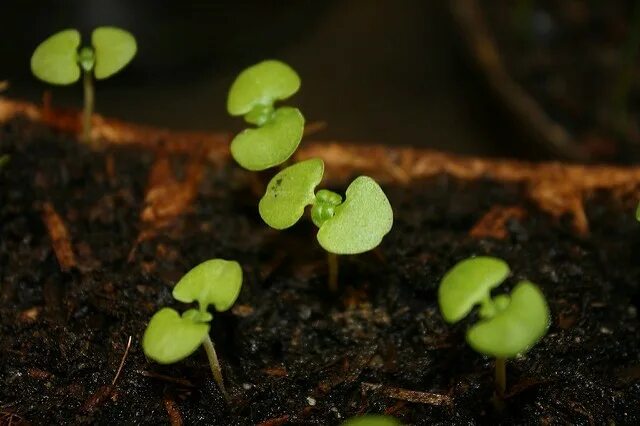 Базилик первые всходы. Базилик всходит. Базилик взошел. Базилик ростки. Базилик всходы.
