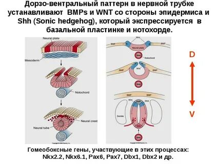Органы из нервной трубки