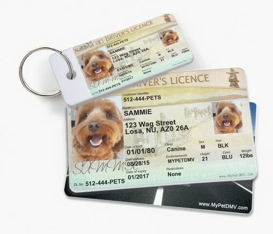License tags. Dog license плакат. Iguverse pet id. License tags. License tags.