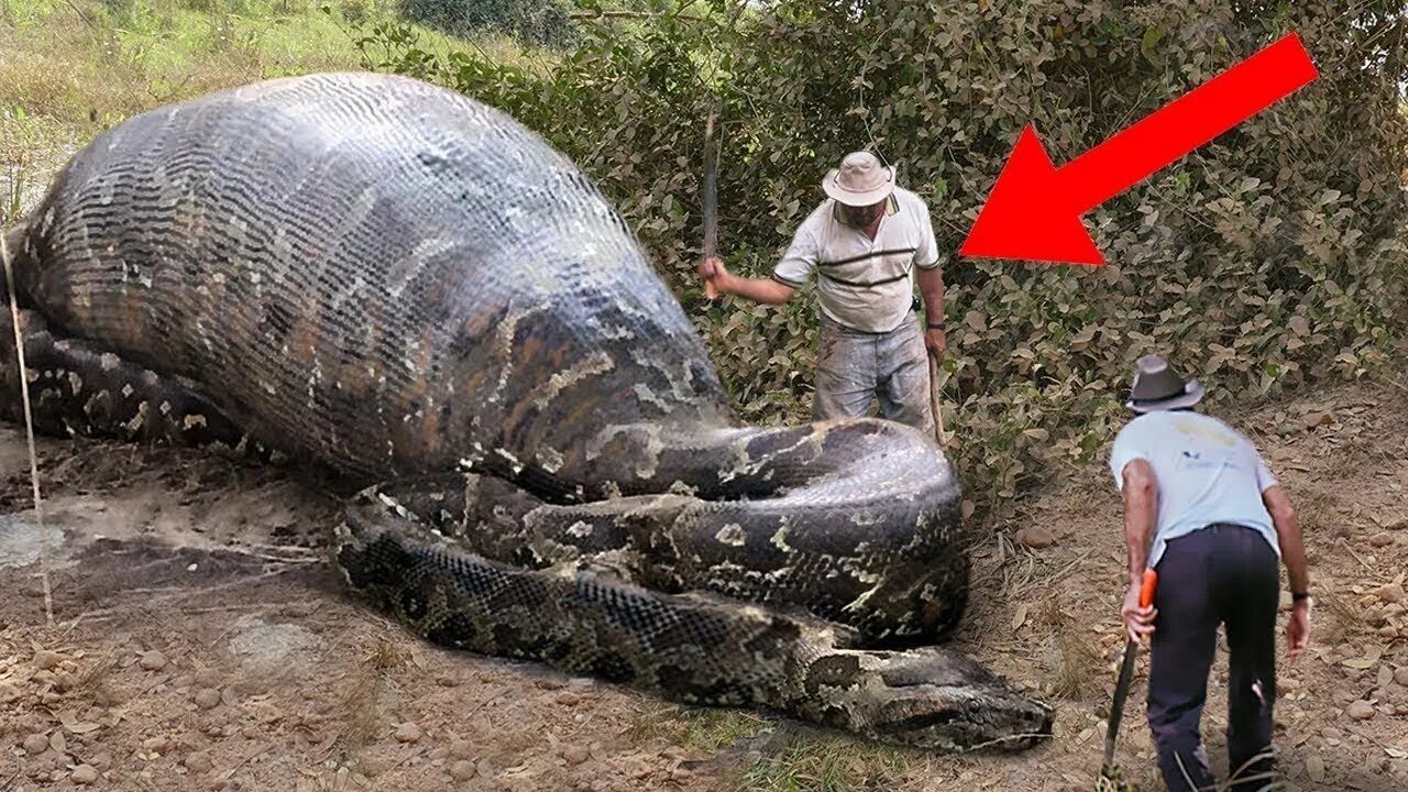 The most dangerous animal. Анаконда. Giant Snake big Brest.