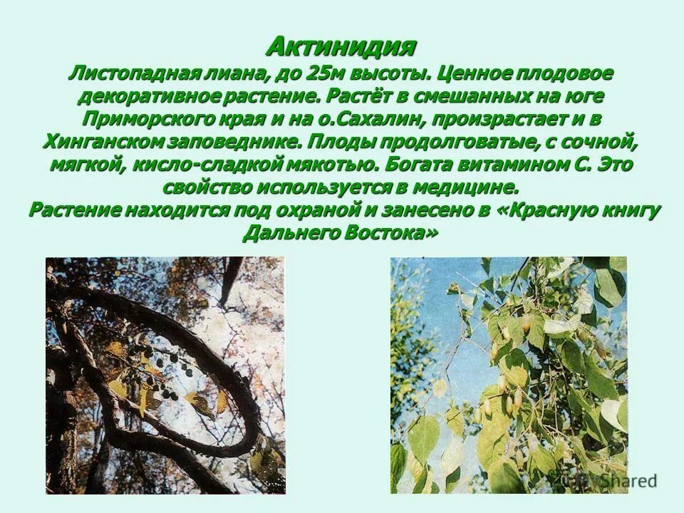 растения красной книги хабаровского края. краснокнижные растения дальнего востока.