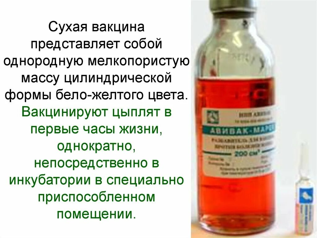 Вакцина представляет собой. Болезнь Марека вакцины. Активир прививка.