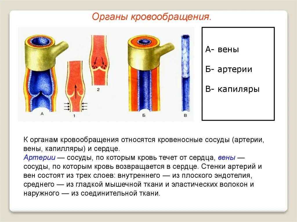 Кровеносные сосуды биология 8 класс. Строение кровеносных сосудов анатомия. Строение кровеносных сосудов 8 класс биология схема. 51. Строение сосудов. Артерии. Вены. Функции.. Особенности строения артерий вен