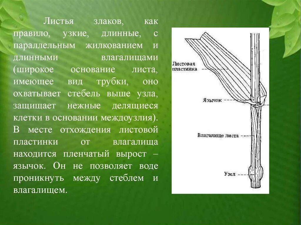 Название стебля злаков. Строение стебля и листа злаков. Строение листовой пластинки пшеницы. Строение стебля злаковых. Семейство злаковые строение листа.