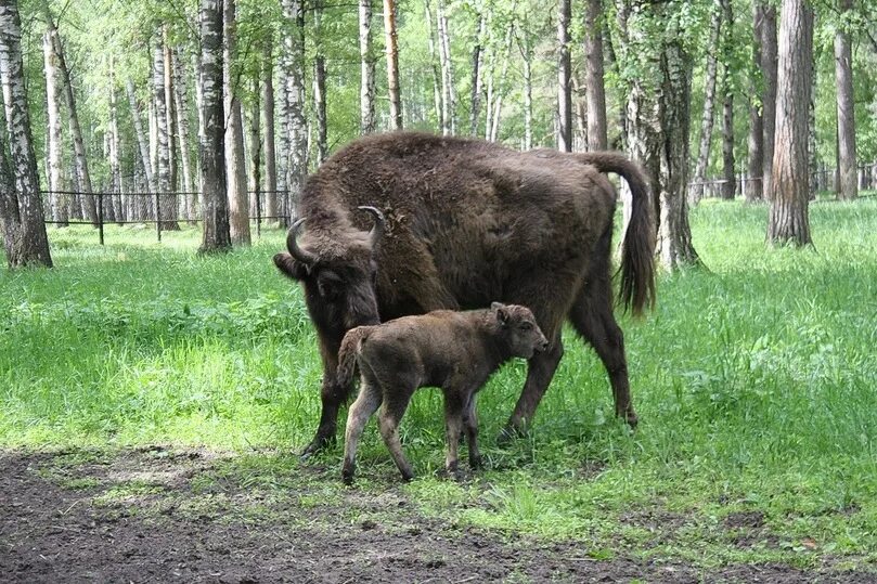 Окский заповедник животные. Зубры в рязанской области окском заповеднике. Окский заповедник животные. Окский биосферный заповедник спасск. Мещера окский заповедник.
