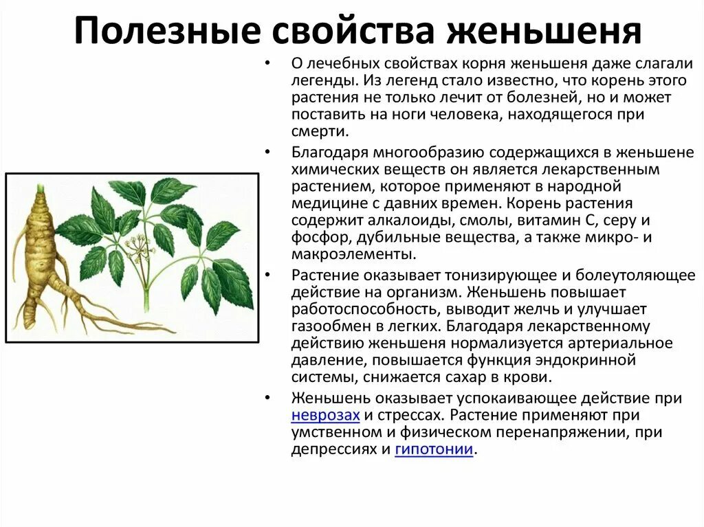 Жизни описание корень. Женьшень растение корень. Женьшень характеристика растения. Женьшень лечебное растение. Корень женьшеня полезные свойства.