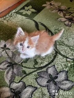 Взять котенка в добрые руки в волгограде