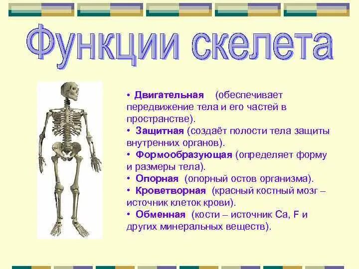 Функции скелета. Строение и функции скелета. Двигательная функция скелета. Опорная функция скелета.