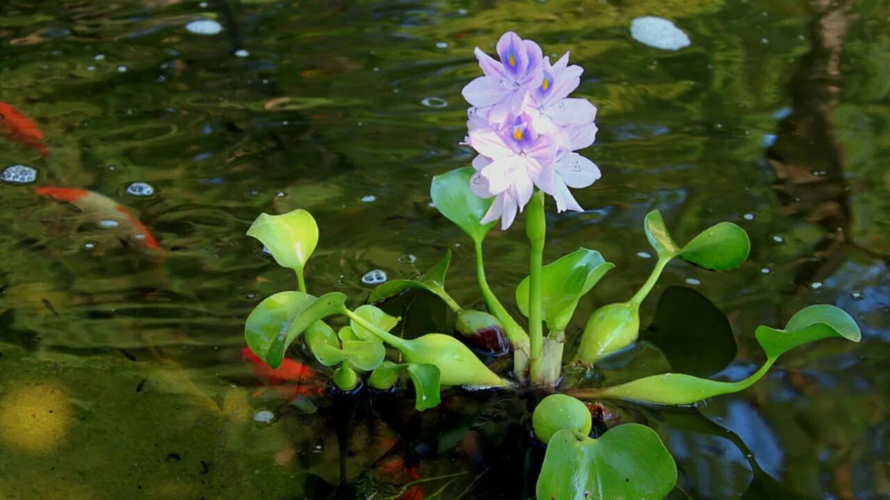 Водные растения у воды. Эйхорния Водный гиацинт. Цветок эйхорния Водный гиацинт. Эйхорния крассипес. Водяной гиацинт Eichhornia crassipes.