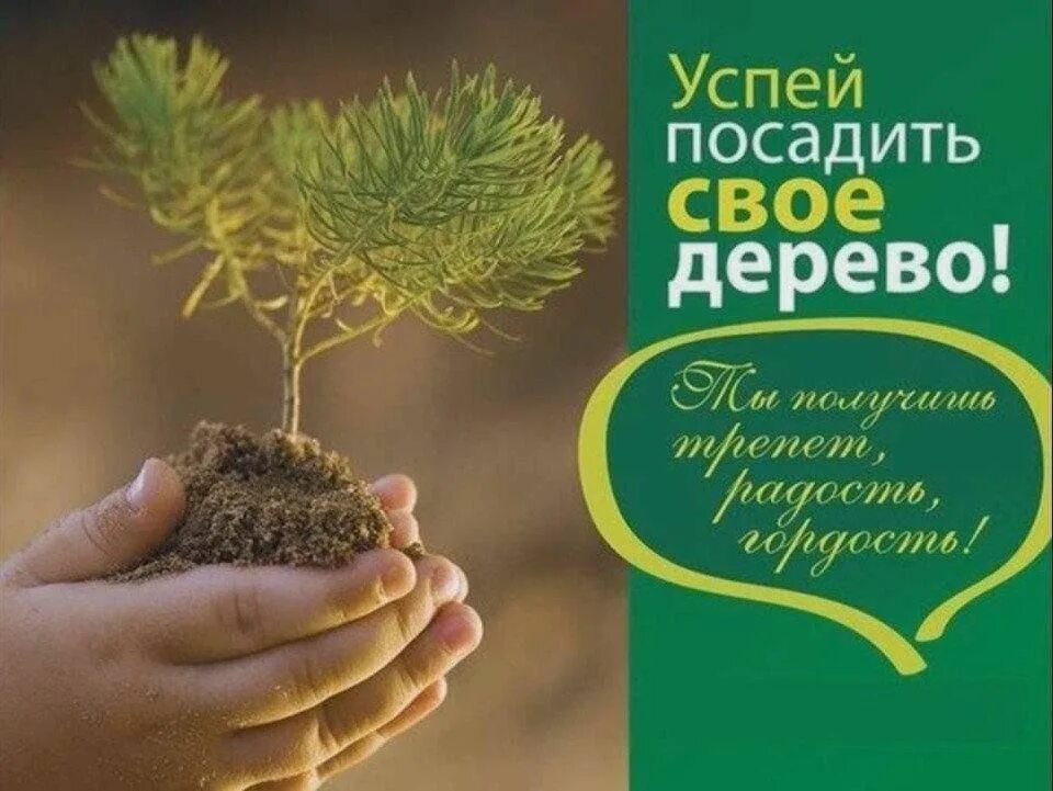 Проект высаживание молодых елей поможем сохранить вид Зона лесов. Что зависит от каждого. Баргузинский заповедник презентация, докла