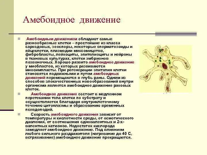 Образует псевдоподии