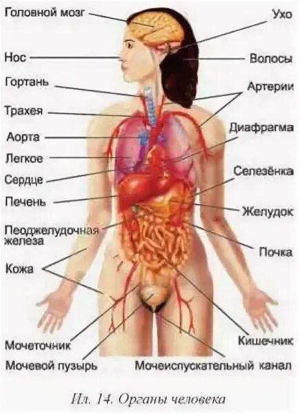 Состав человека органы. Строение внутренних органов женщины. Анатомия человека внутренние органы женщины. Внутренние органы женщины схема. Расположение органов у человека женщины спереди.