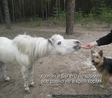 Не в коне корм