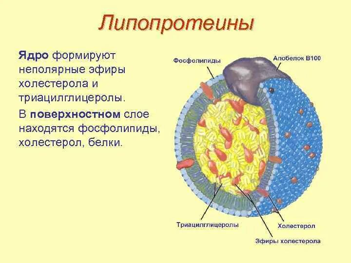 Схема строения липидов. Ядро участвует в синтезе липидов. Синтез жирных кислот биохимия. Синтез фосфолипидов биохимия схема. Ядро участвует в синтезе липидов.