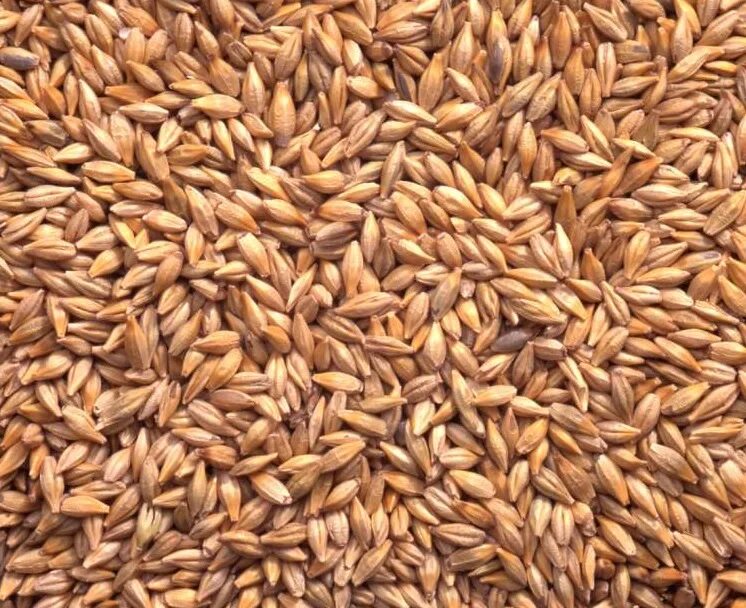 Продовольственное зерно и фураж. Мягкая пшеница зерно. Сорт озимой пшеницы скипетр. Белая пшеница. Мягкая пшеница зерно.