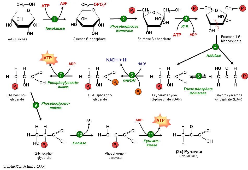 Образование атф гликолиз. Аэробный гликолиз биохимия схема. 10 Реакций гликолиза биохимия. Гликолиз формулы биохимия. Аэробный гликолиз 10 реакций.