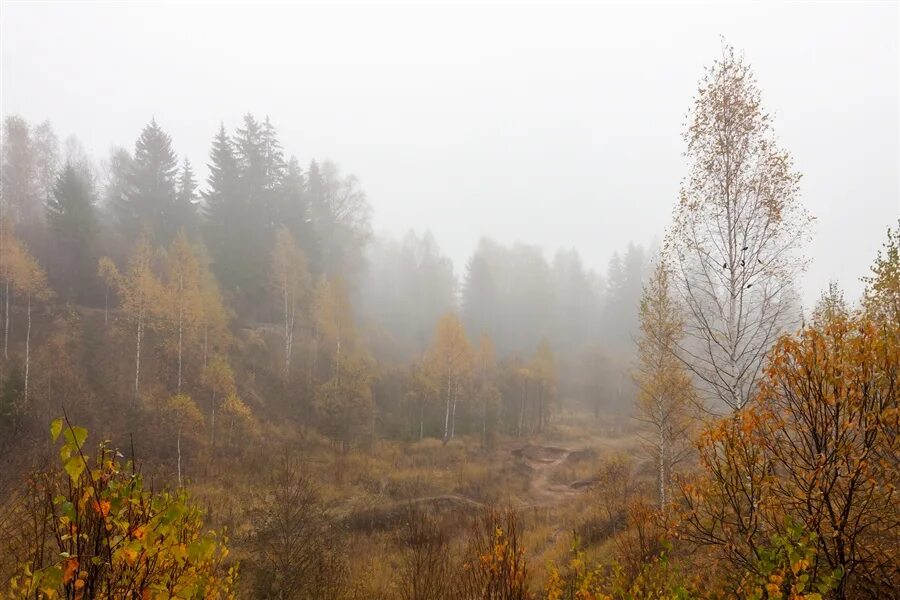 Лес в тумане. Туманное утро. Туманная тишина. Туманный пейзаж. Туманный пейзаж.