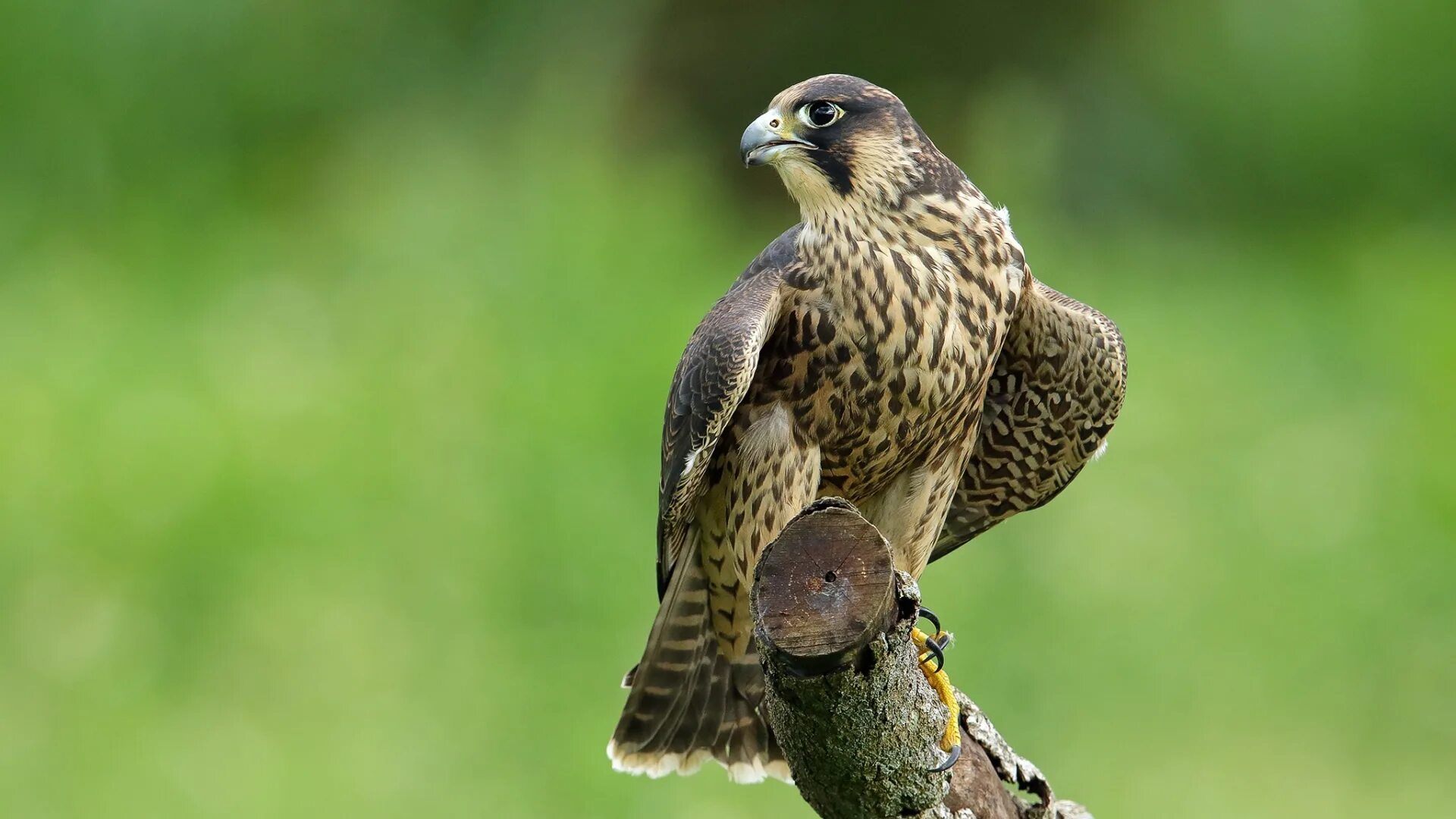 Хищные птицы про. Сокол Сапсан. Хищные птицы Сокол Сапсан. Сапсан Falco peregrinus. Сокол Сапсан Сибирский.