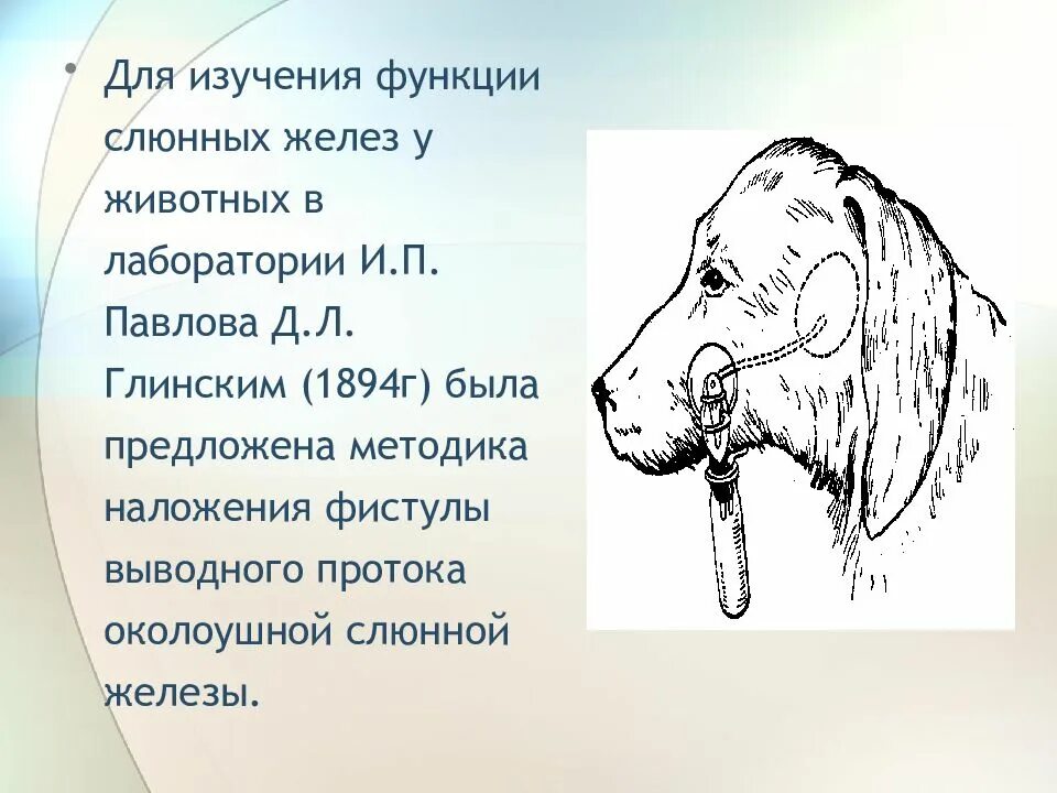 Функция слюнных желез у млекопитающих. Фистула протока слюнной железы.