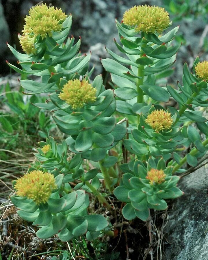 Родиола розовая растет. Золотой корень родиола. Родиола розовая Rhodiola rosea. Золотой корень Rhodiola rosea. Родиола розовая Толстянковые.