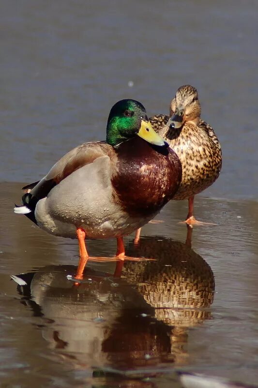 любовь утки. две утки. утка мандаринка самец и самка. птичка мандаринка самец. утята любовь.