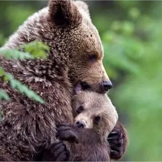 Медвежата в чаще