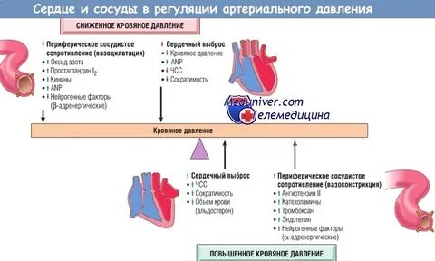 Сердечное давление почечное давление