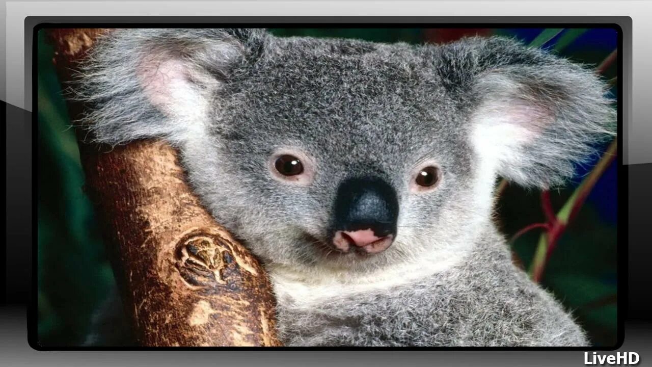 Беула коале. Koala по английскому. Спотлайт 5 коалы. Koala Spotlight.