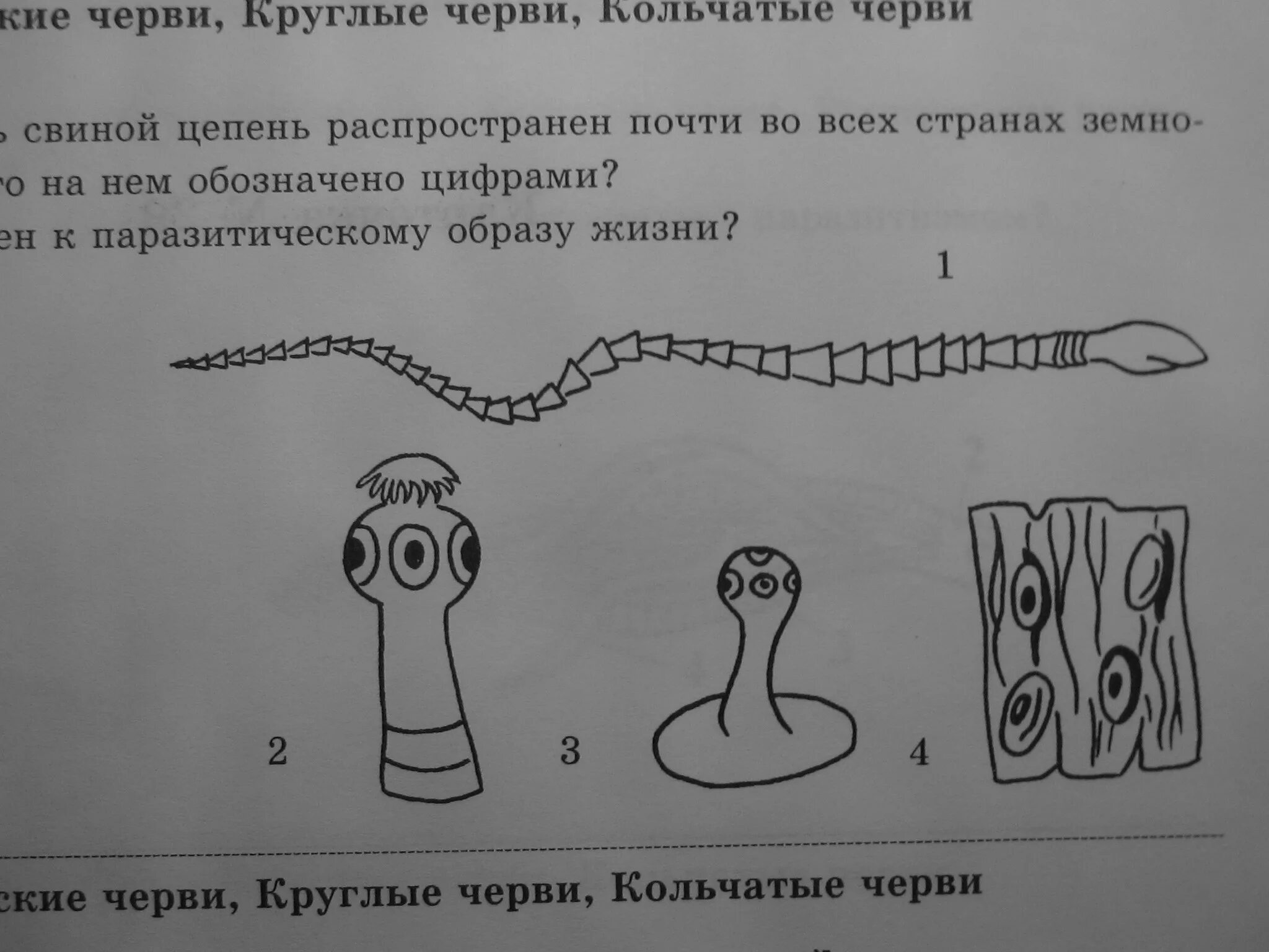 Контрольная работа биология черви. Задания по плоским червям. Черви задания. Плоские черви задания. Тема черви плоские круглые кольчатые.