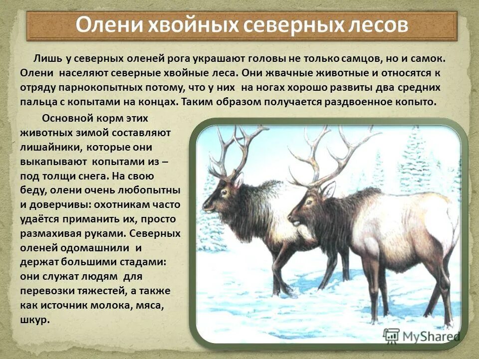 оленьи рога какое прилагательное