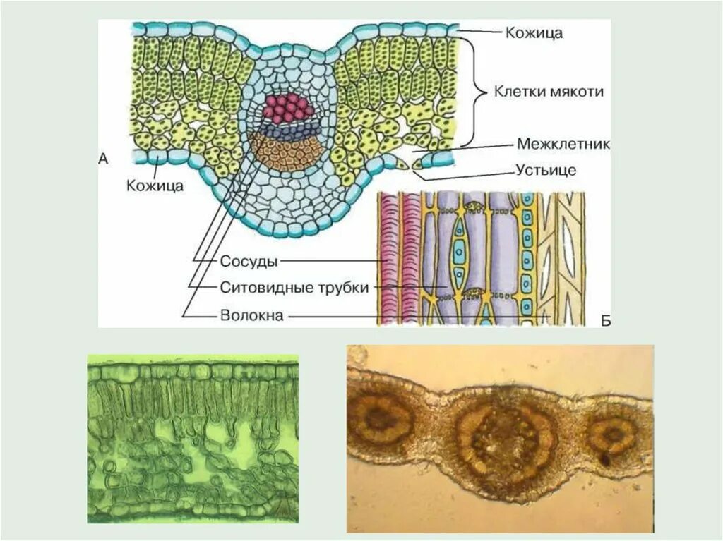 Кутикула, кожица, столбчатая ткань, губчатая ткань. Ткани растений устьица. Кутикула, кожица, столбчатая ткань. Строение устьица. Покровная ткань растений пробка.